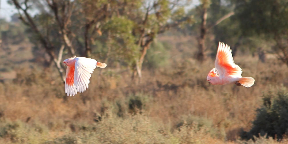 bird tours