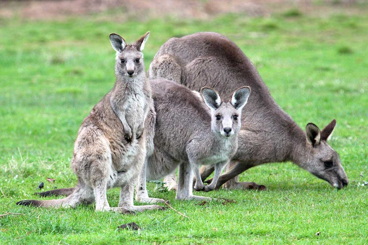 wilkins-rock-wallaby-face-260817p11lowres