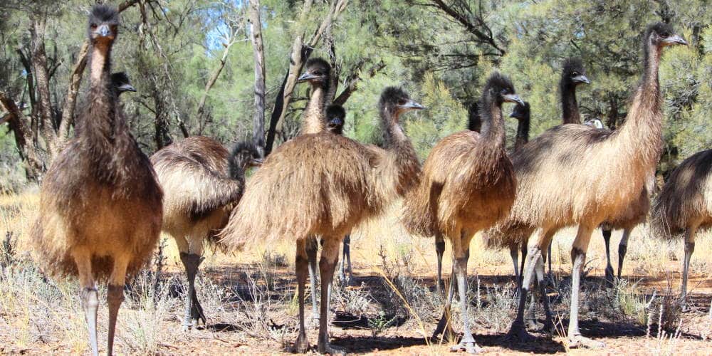 emu-chicks-mungo