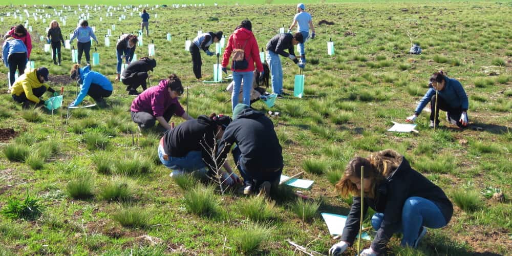 tree-planting-for-koalas