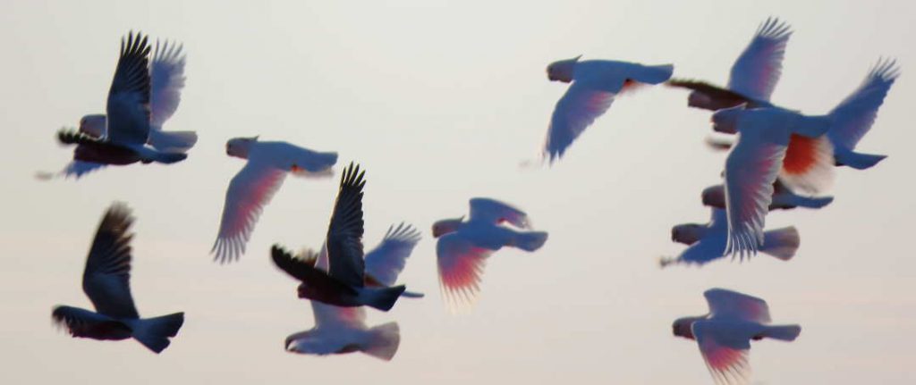 pink-cockatoos-galahs-mungo-national-park