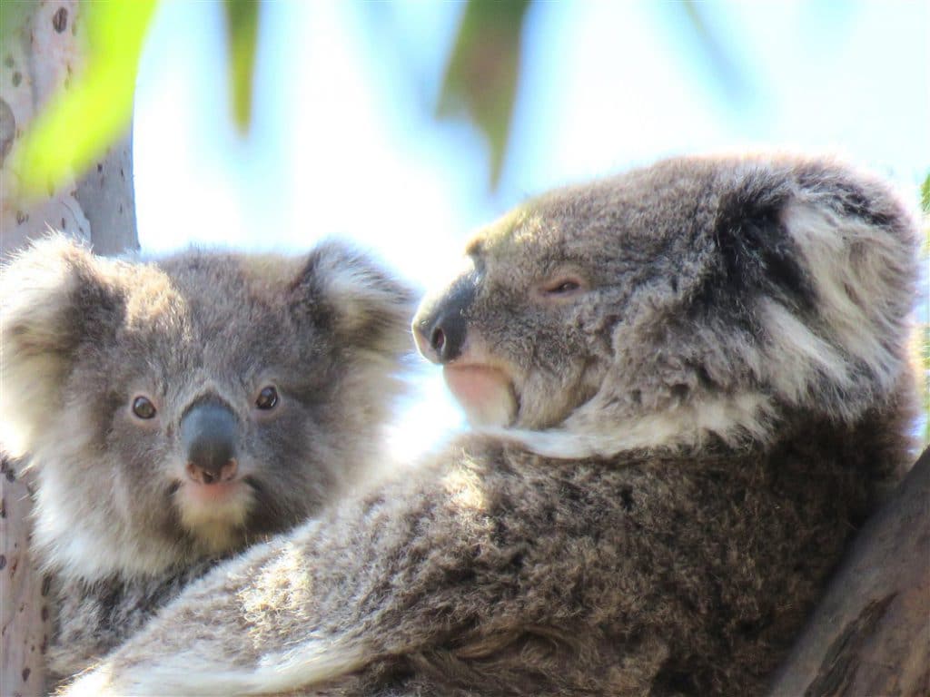 koala-and-joey