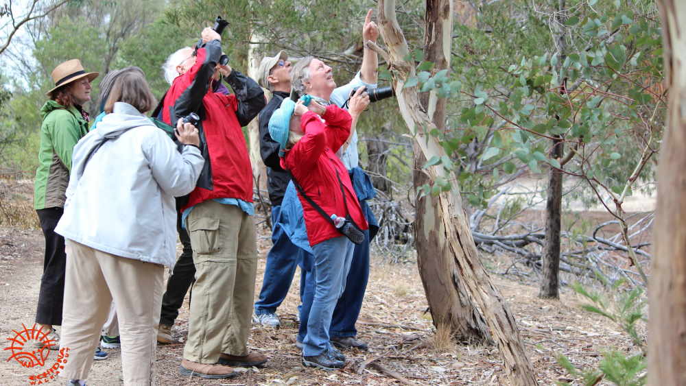 guests-koala-watching