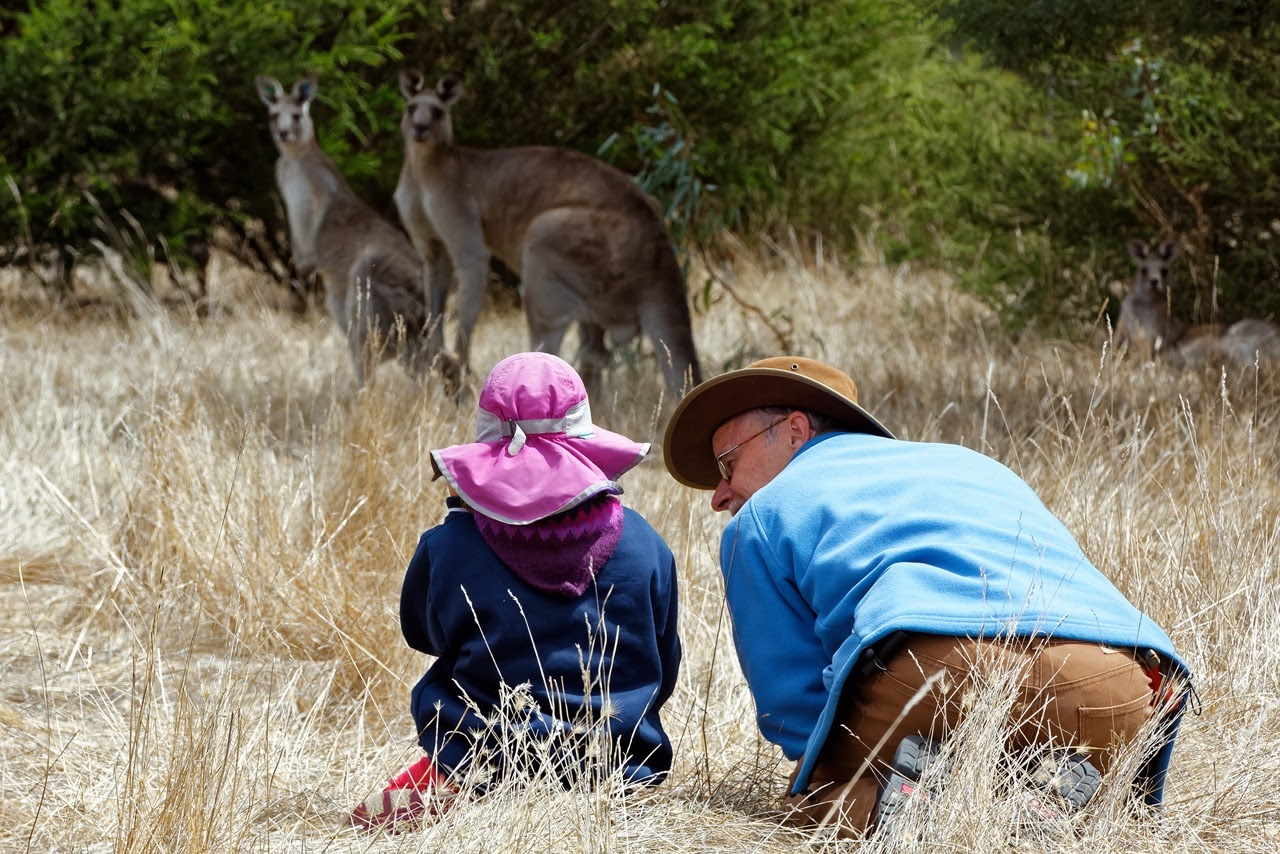 Read more about the article How to learn from wildlife