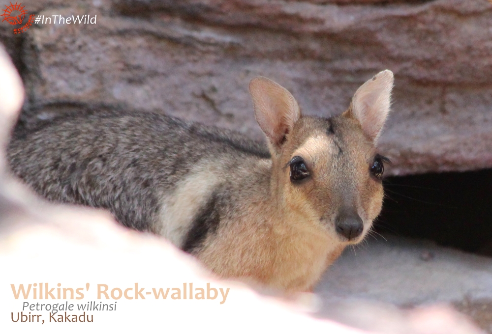 Read more about the article Which 6 holidays will help you save wildlife in Australia in 2022?