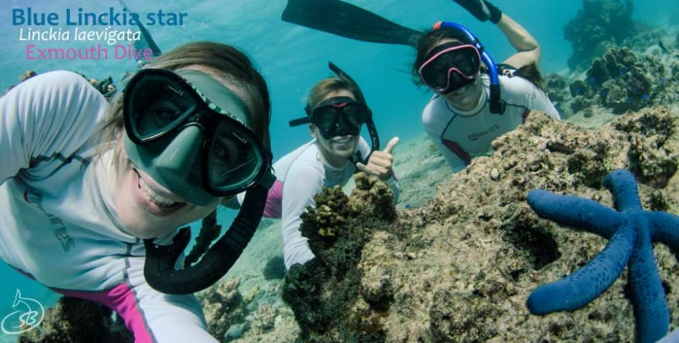 blue-linckia-star-ningaloo