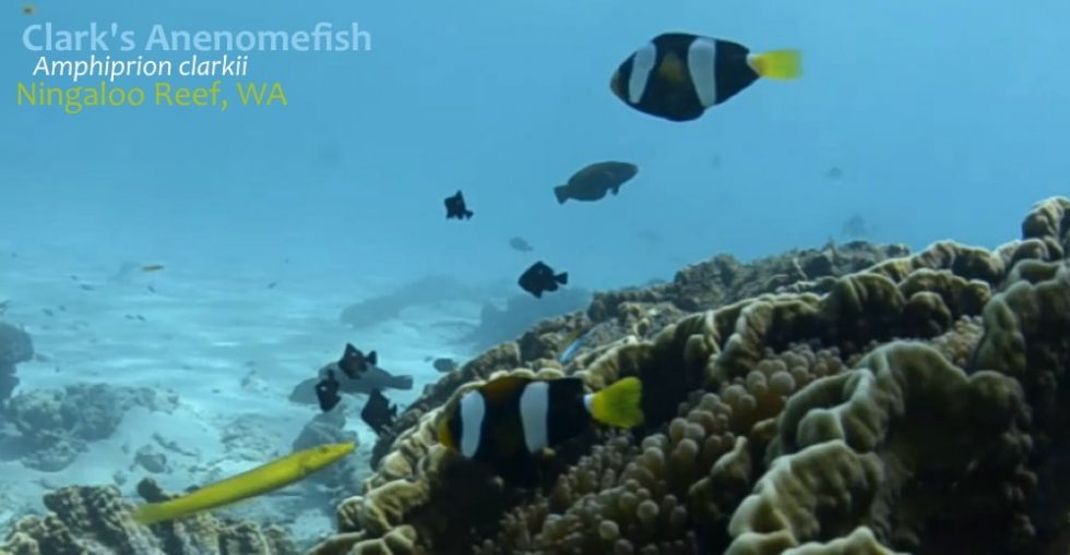 clarks-anenomefish-cigar-wrasse