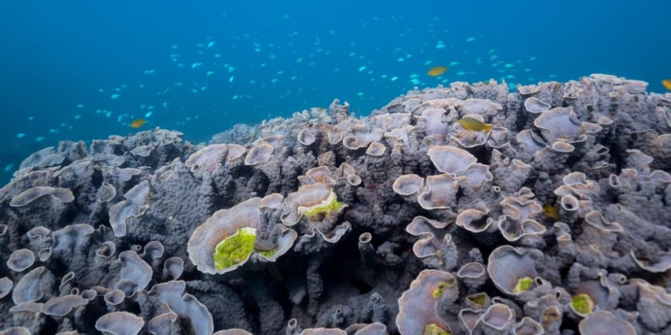 Read more about the article Delightful little fish of Ningaloo Reef