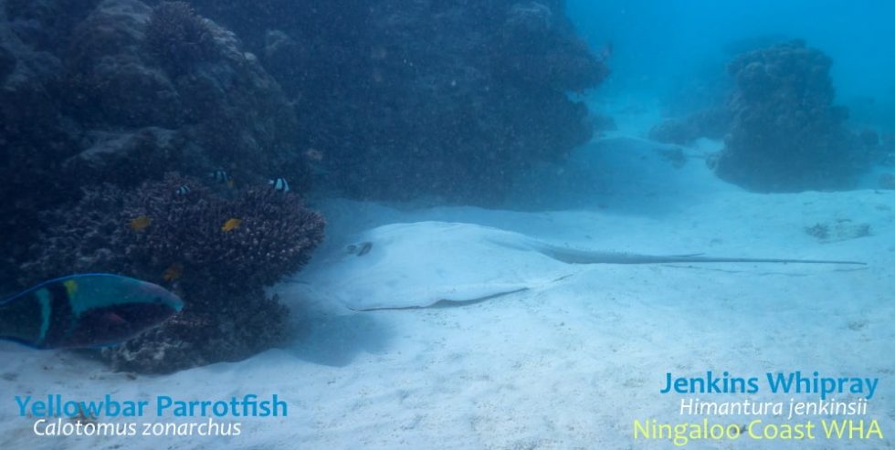 jenkins-whipray-parrotfish