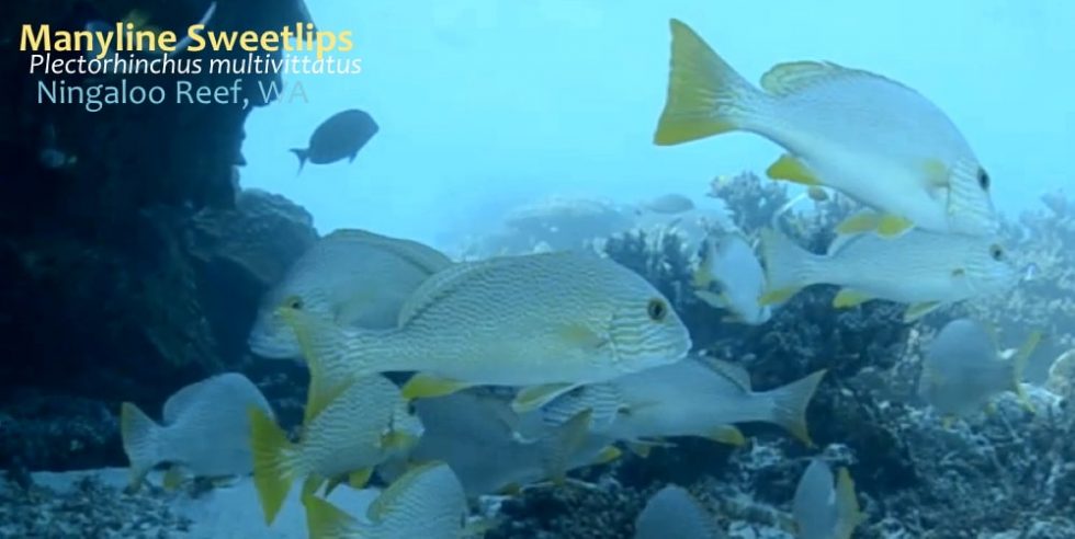 manyline-sweetlips-ningaloo