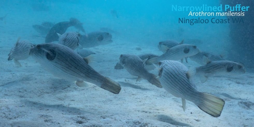 narrowlined-puffer-ningaloo