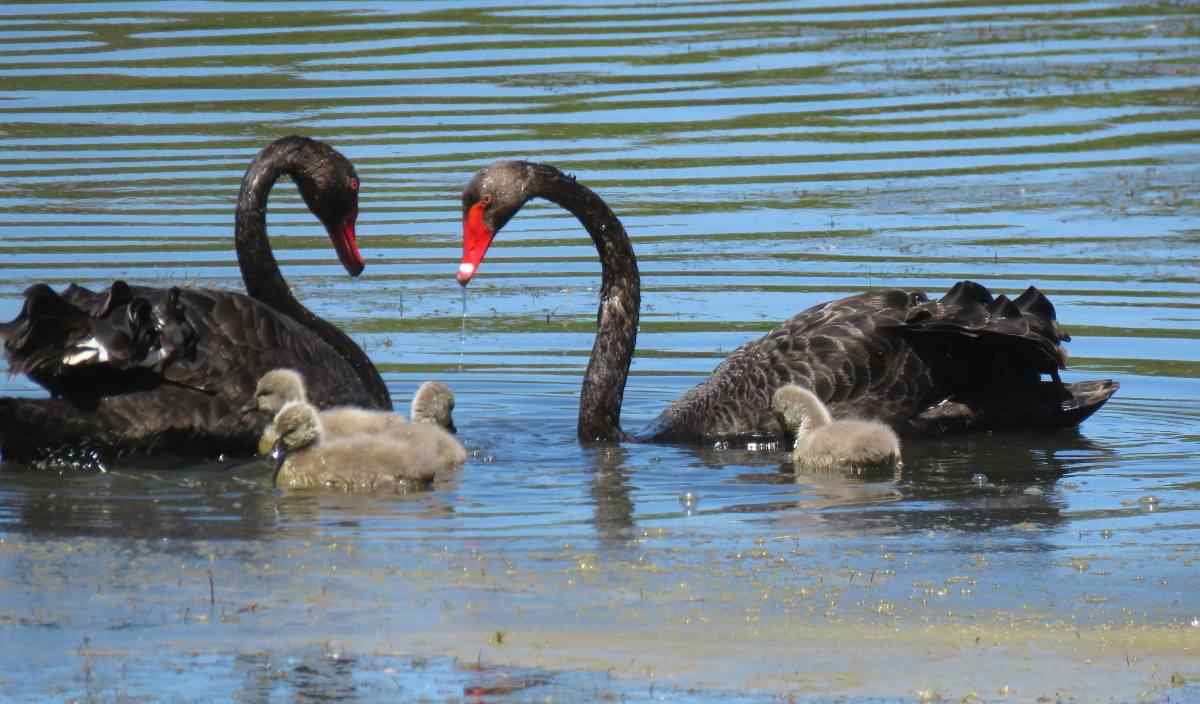 Black Swan Serendip Hayley Forster Echidna Walkabout