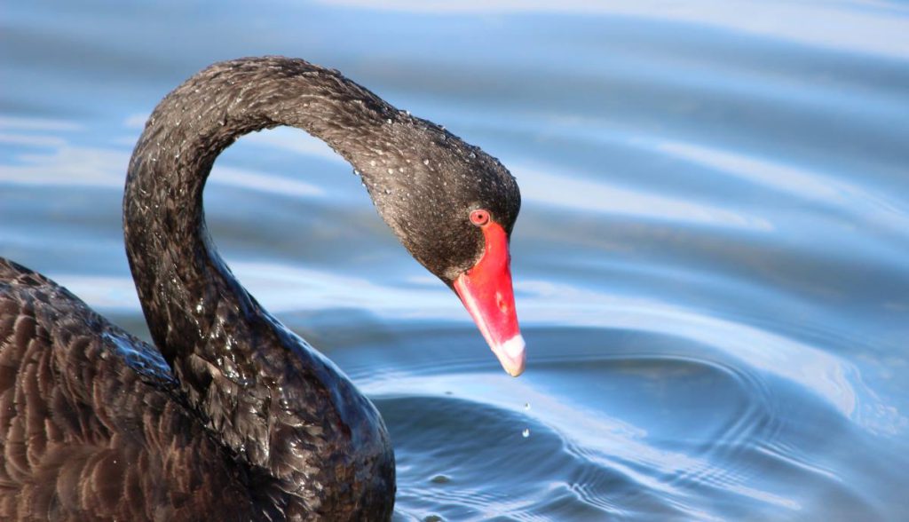 Black Swan East Gippsland Mallacoota