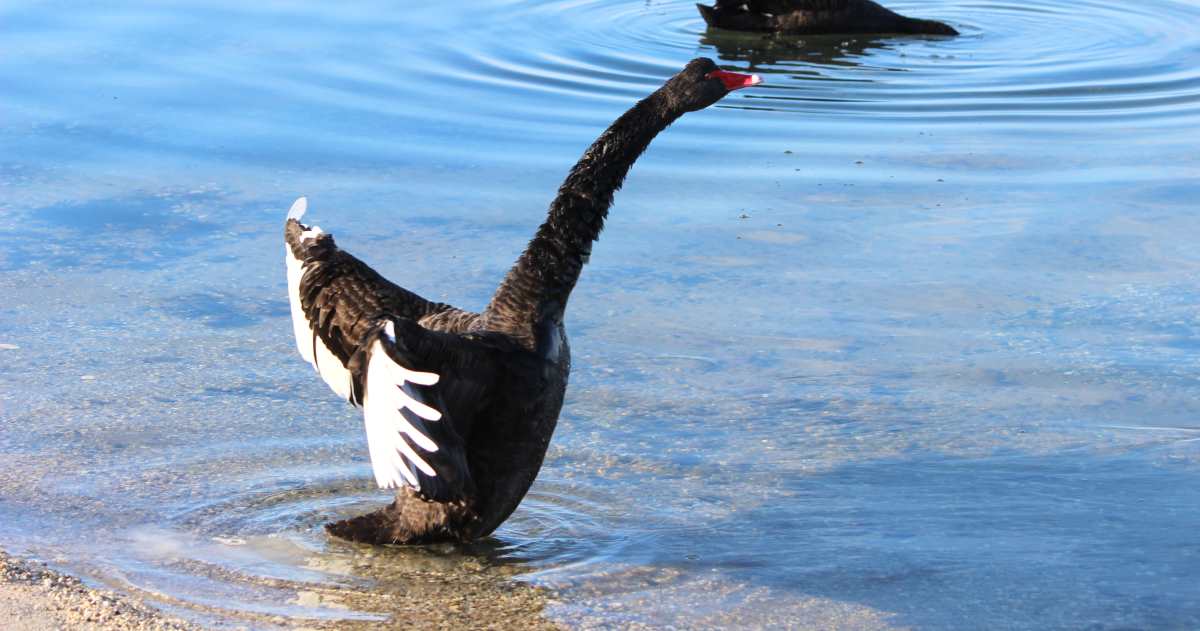 Black Swan white wing feathers