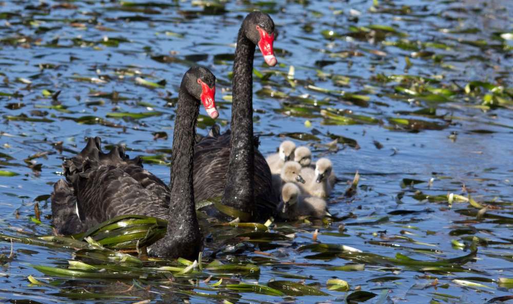 Black Swan family Karen Buckland