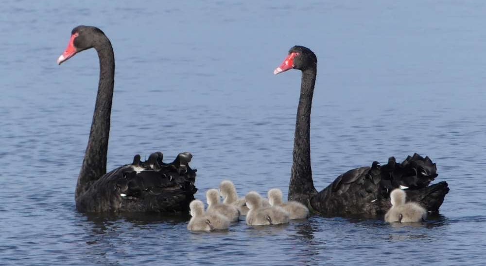 Black Swan Mallacoota Martin Butterfield