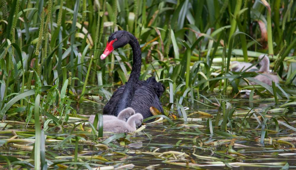 essay on swan bird