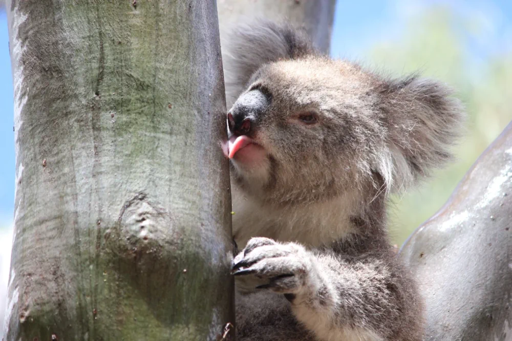 Koala licking stemflow water in the You Yangs