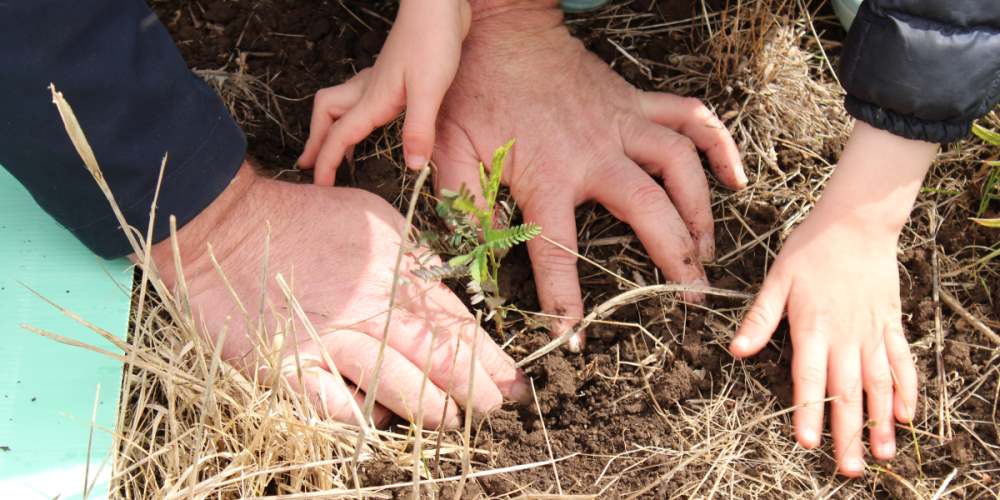 Family tree planting by father and son