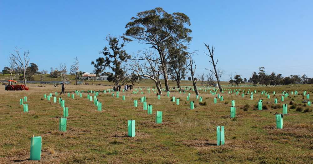 Tree planting for koalas