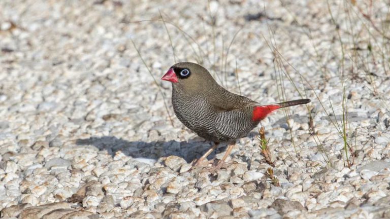 Mallacoota Birds: Beautiful Firetail