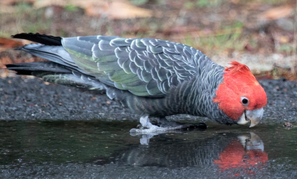 gang gang mallacoota