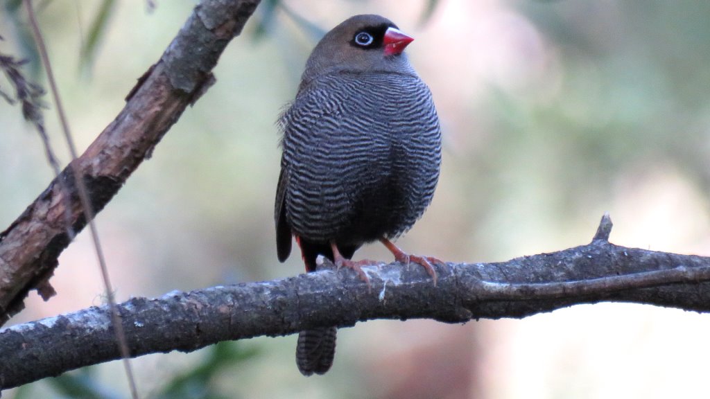 Beautiful Firetail Colquhoun Forest by Gary & Judy Smith