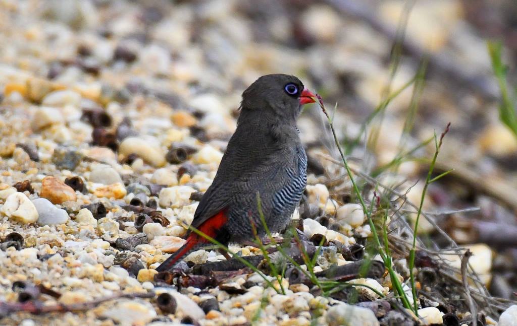 Beautiful Firetail Old Coast Road by Rob Clay
