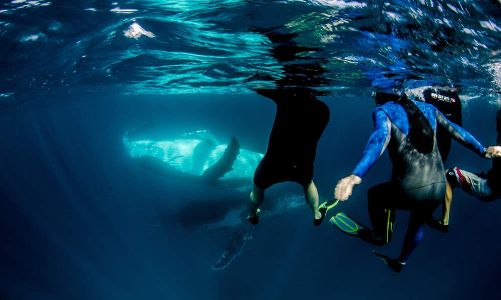 Swim with humpbacks Ningaloo
