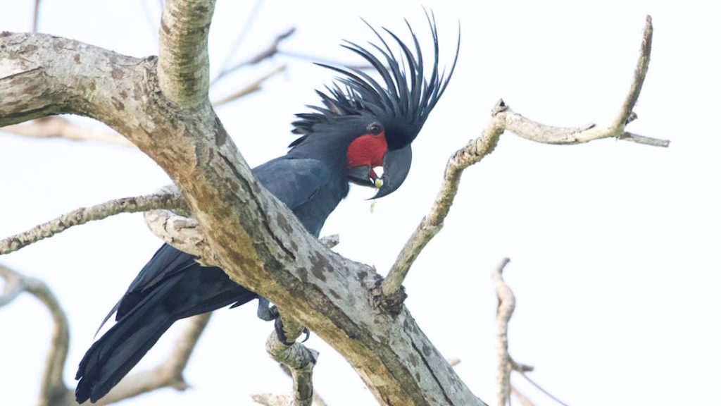 Palm Cockatoo Cape York